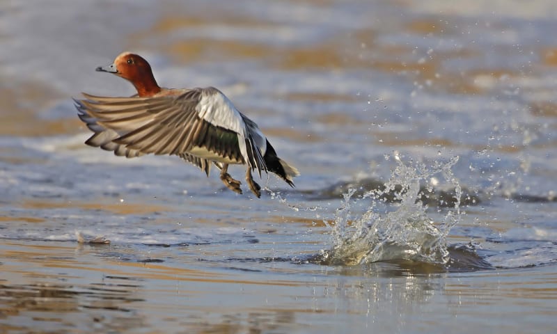 Vogels spotten smient