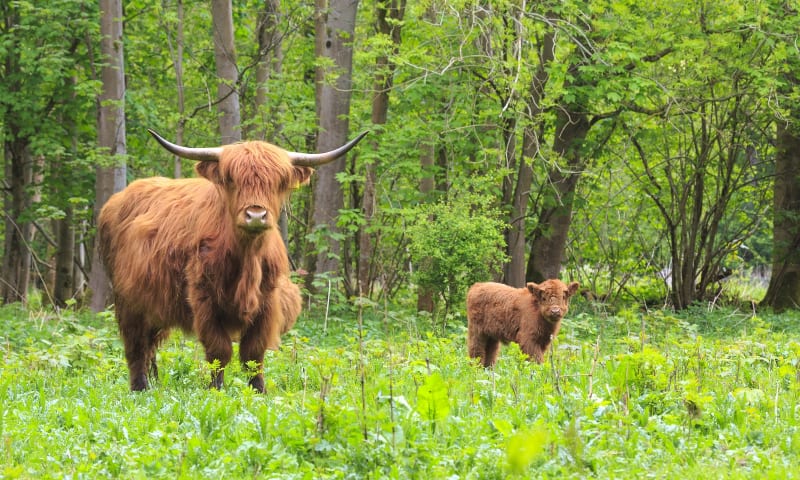 Hooglanders Harderbos