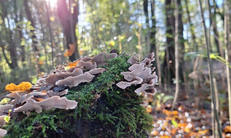 Magische berg met paddenstoelen