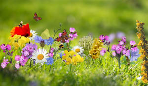 Wilde bloemen met vlinders en hommels