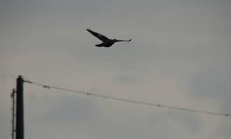 fvdm-1752170210713.jpg