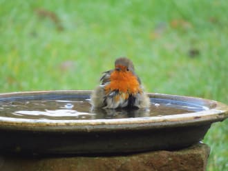 Roodborstje baddert in drinkschaal