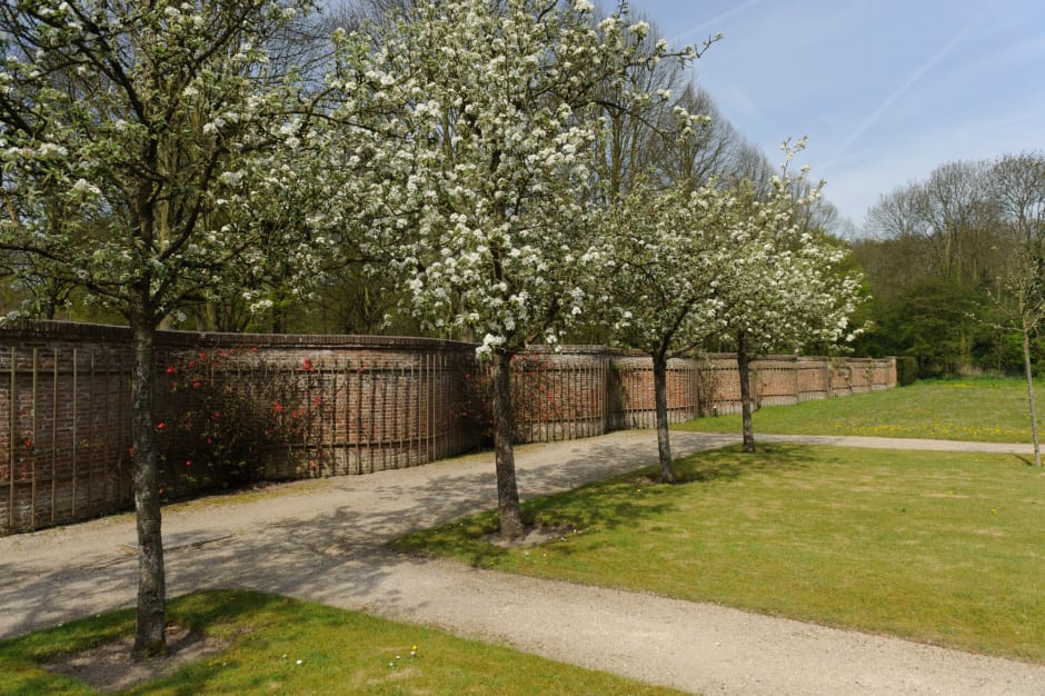 Bomen vol bloesem voor een (slangen)muur