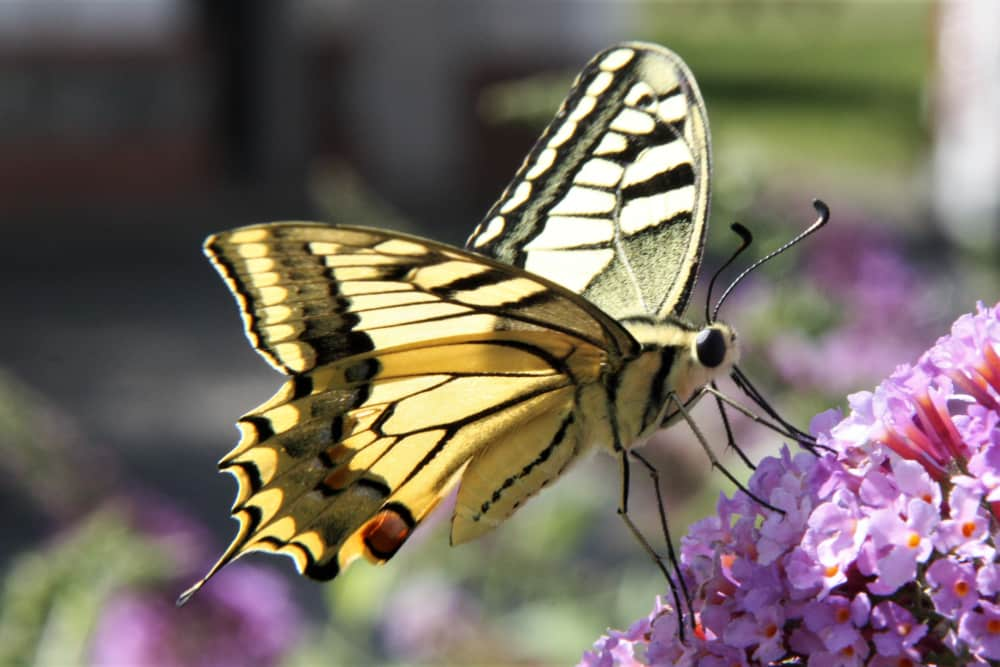 Uitgelezene Koninginnepage | Natuurmonumenten BO-32