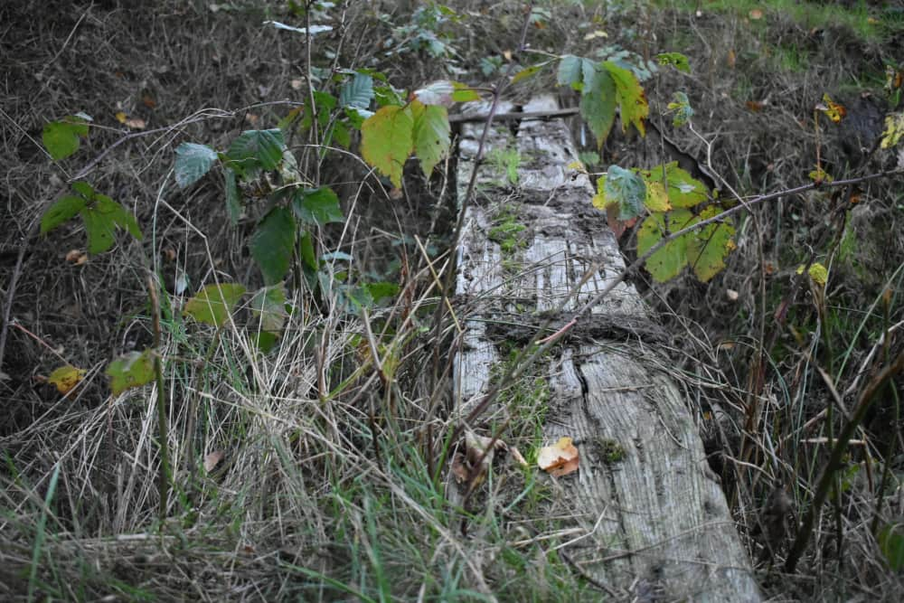 Verwonderlijk Overwoekerde brug | Natuurmonumenten TC-25