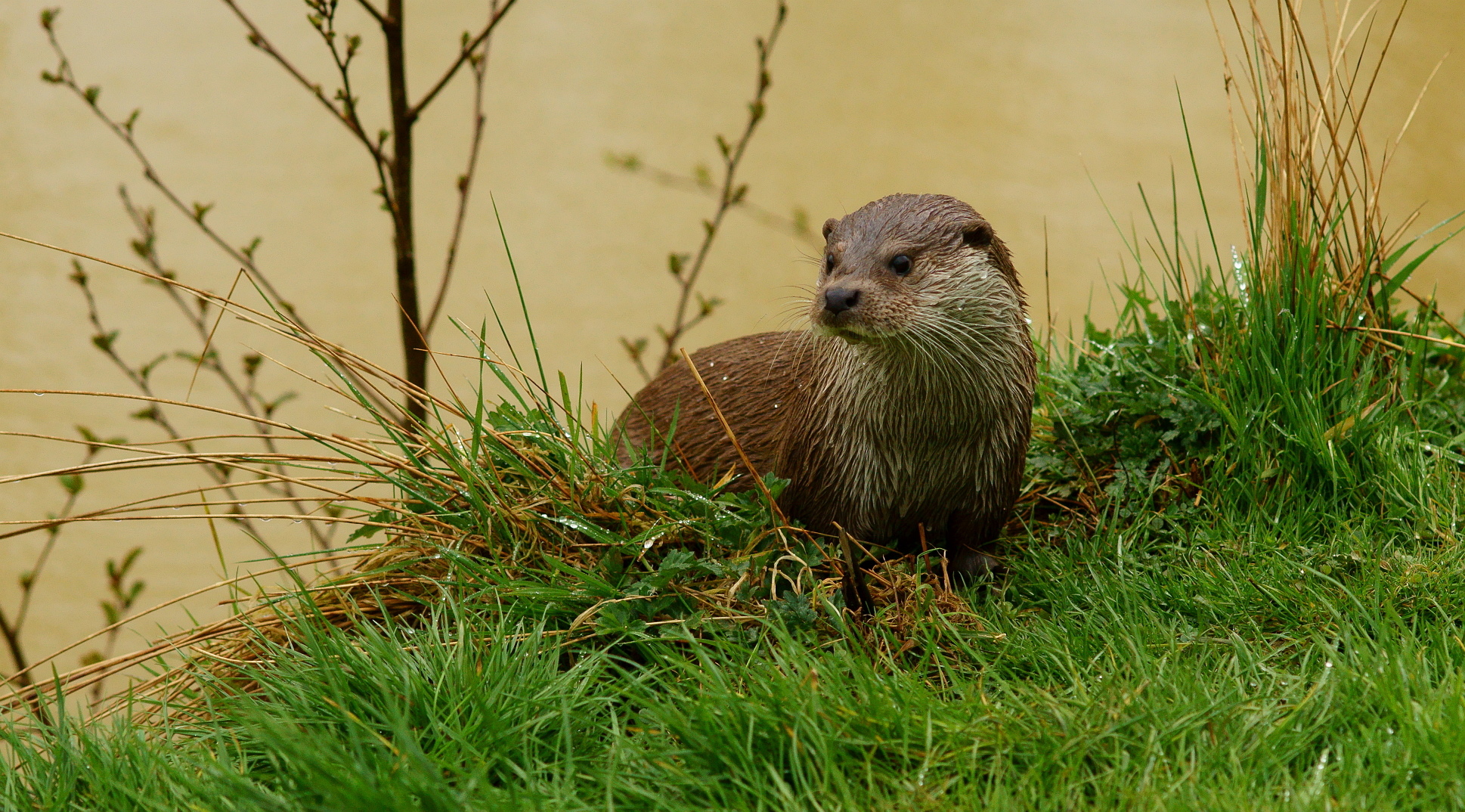 Genomineerden Otter Challenge Bekend Natuurmonumenten