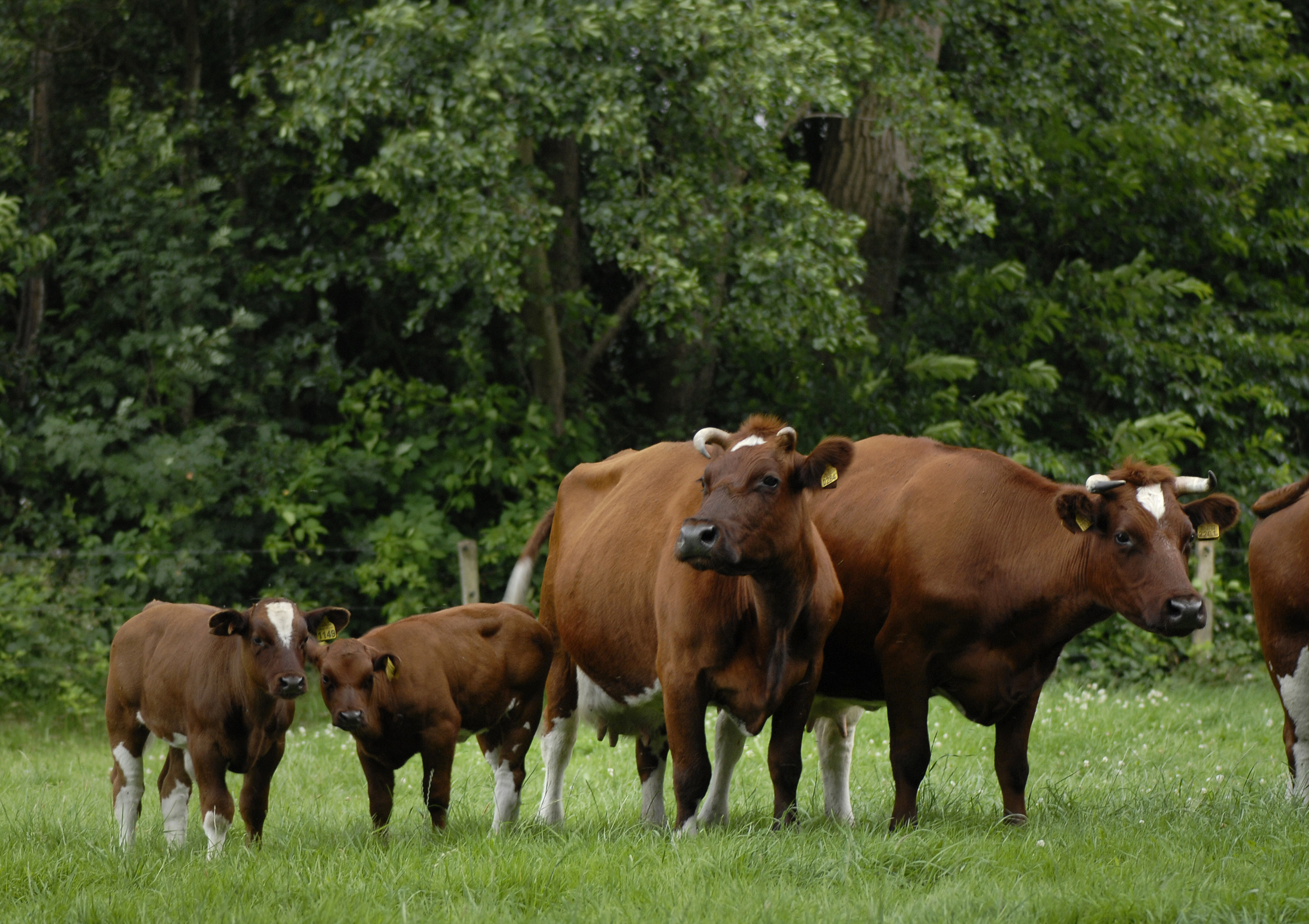 adelaar interview Assortiment Brandrode runderen | Natuurmonumenten