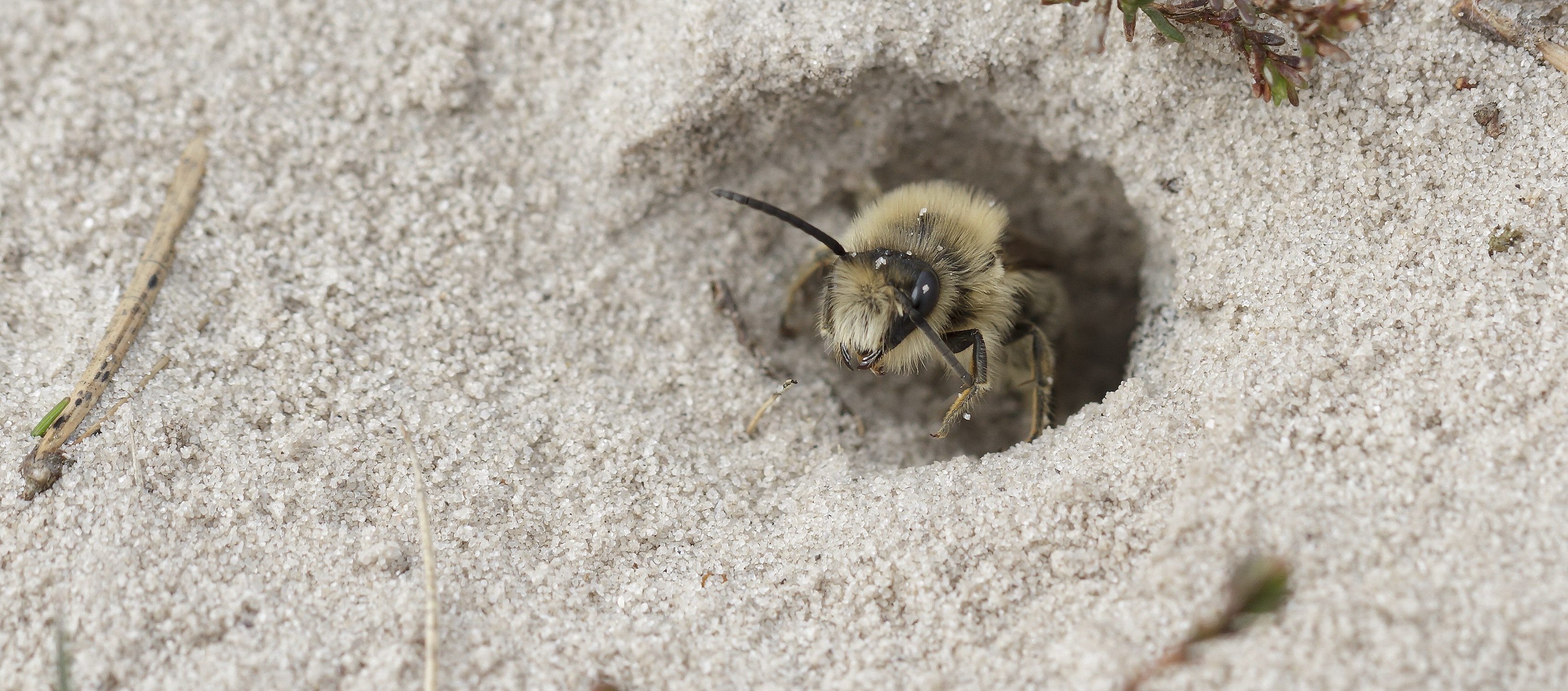 Help bijen aan een nestje in de grond Natuurmonumenten Help bijen aan een nestje in de grond Natuurmonumenten