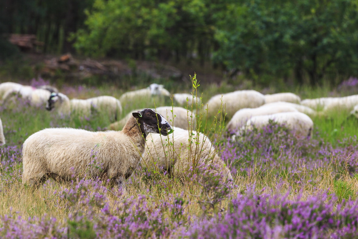 Heidevelden in Nederland; voor de mooiste wandelingen en foto's - Reisliefde