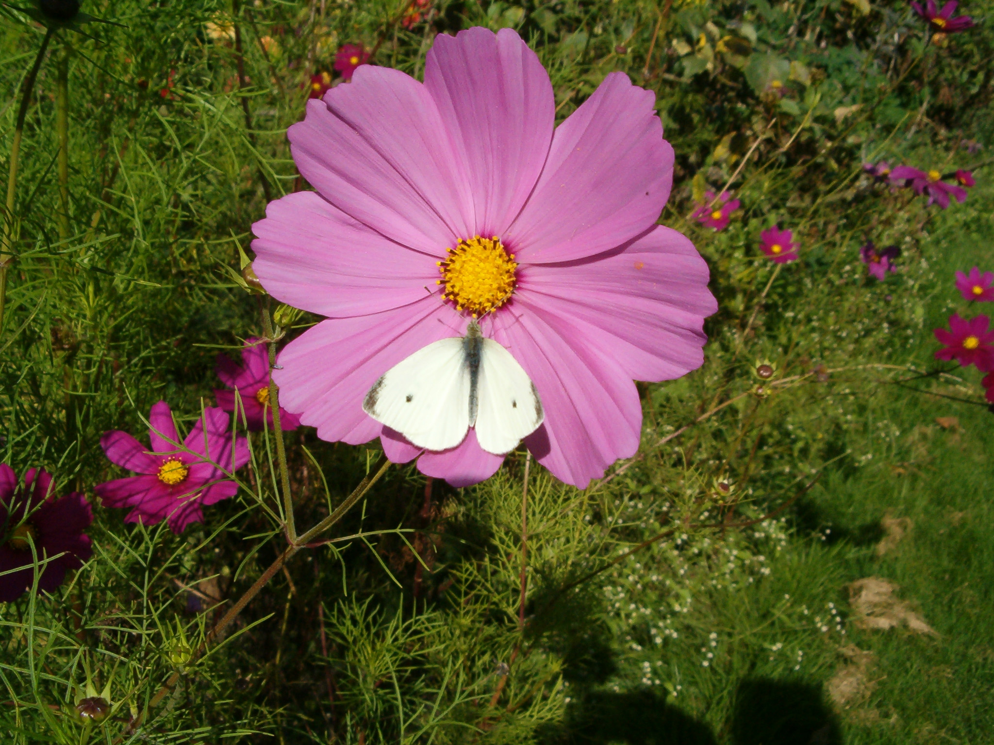 Tuintip van Sanne - De hele zomer bloemen in | Natuurmonumenten