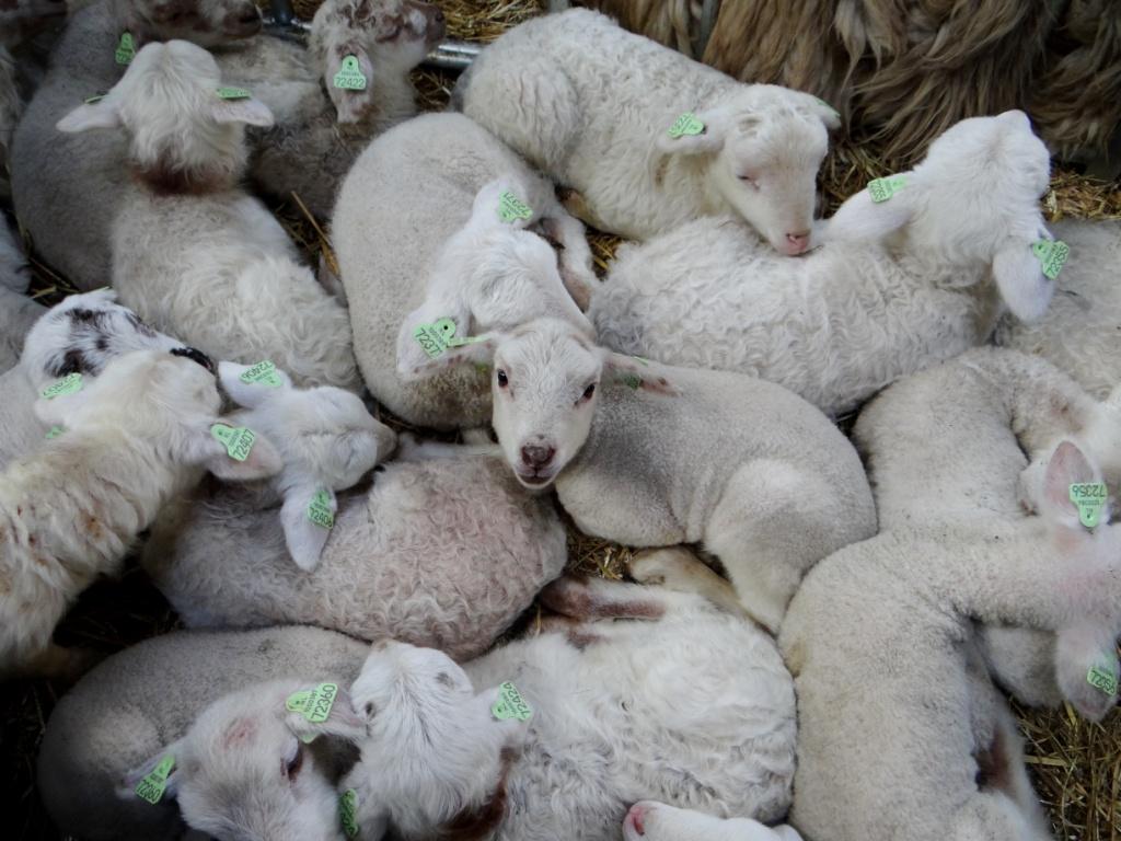 Lammetjesdag Bij De Loonse En Drunense Duinen Natuurmonumenten