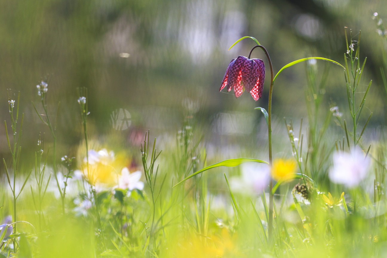 Deuren bezoekerscentrum langer dicht door coronavirus | Natuurmonumenten