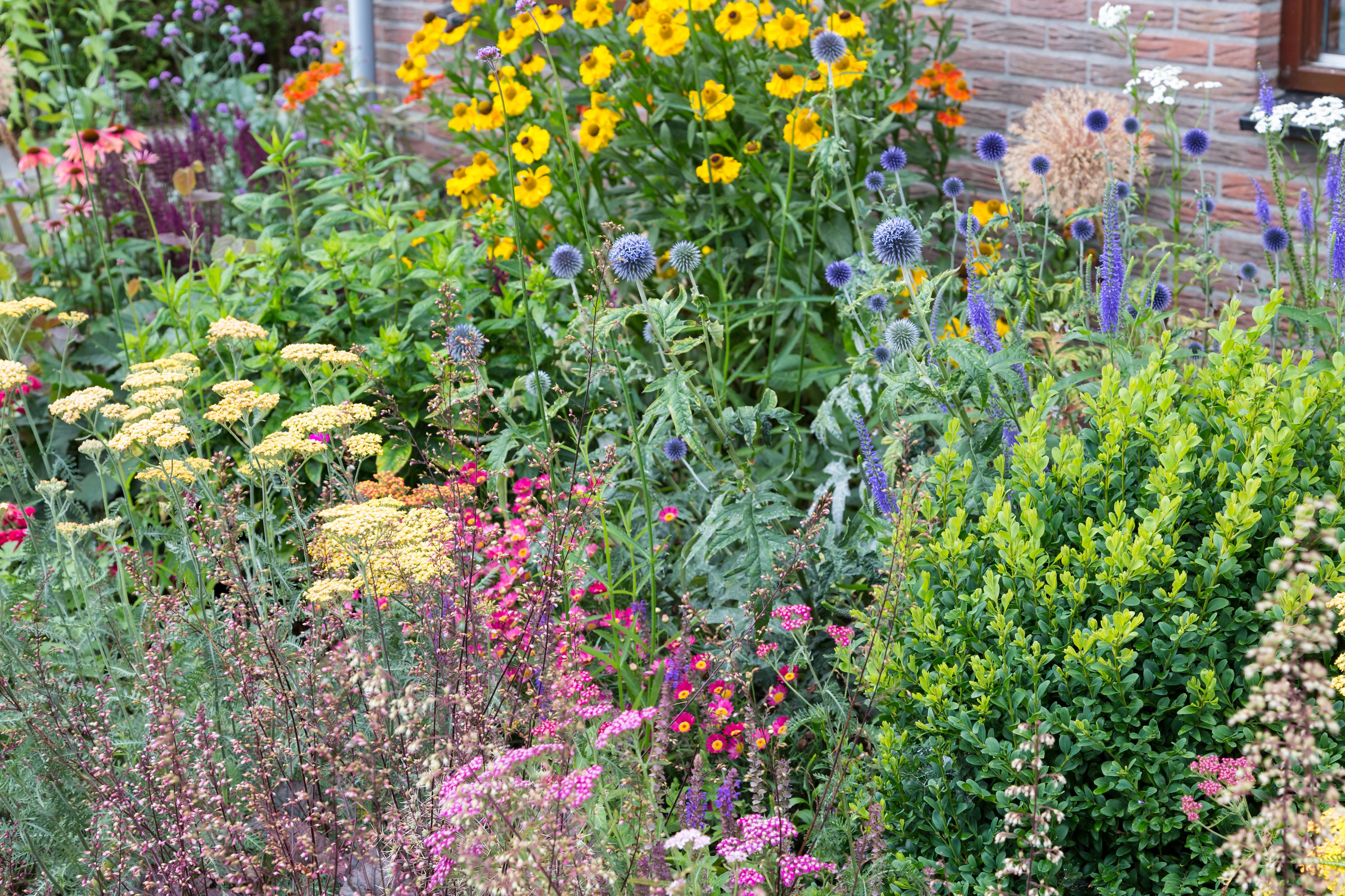 planten in tuin