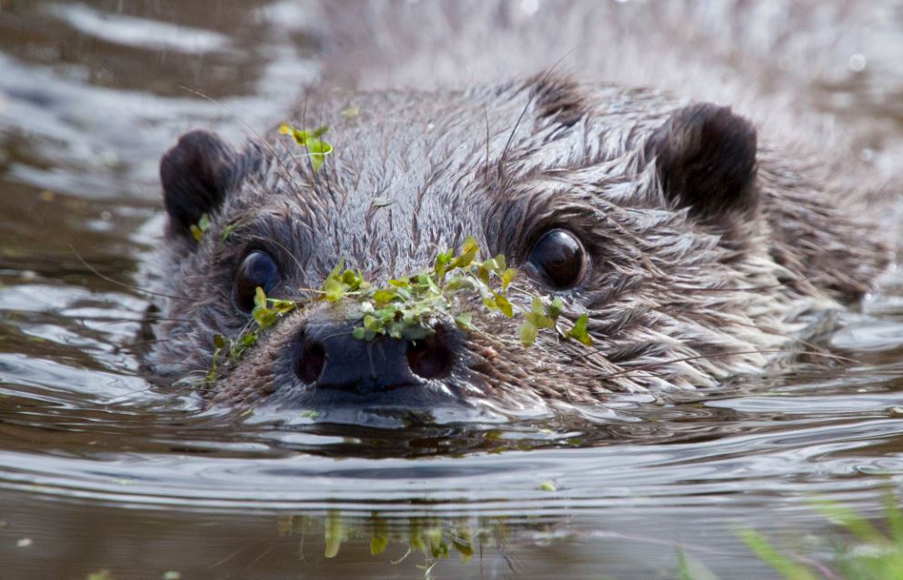 De Otter Een Legende Keert Terug Natuurmonumenten