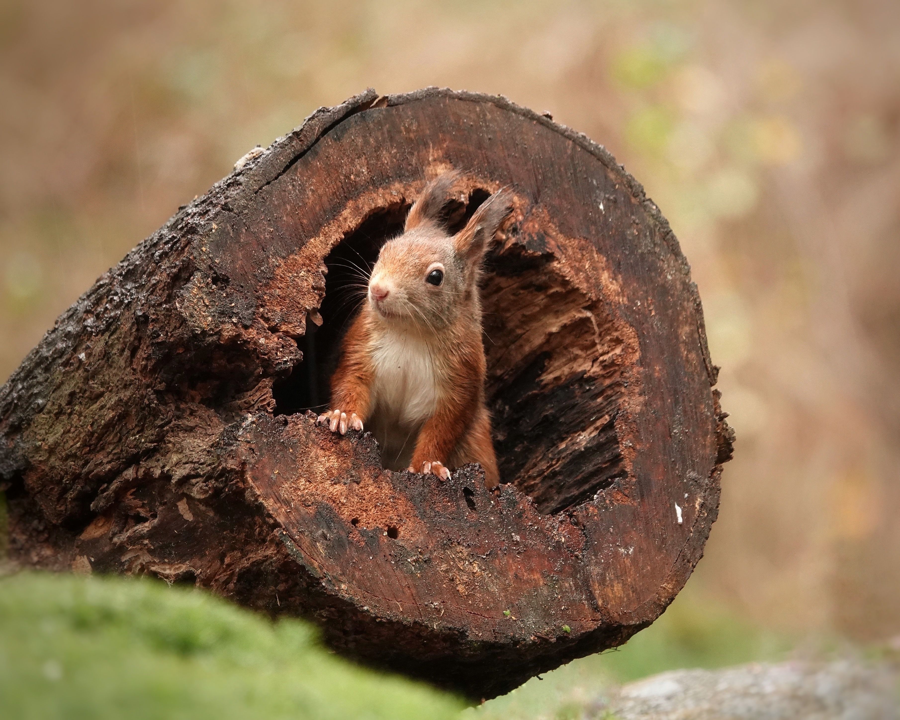 Wiskundige Barmhartig bevroren Bosdieren | Natuurmonumenten