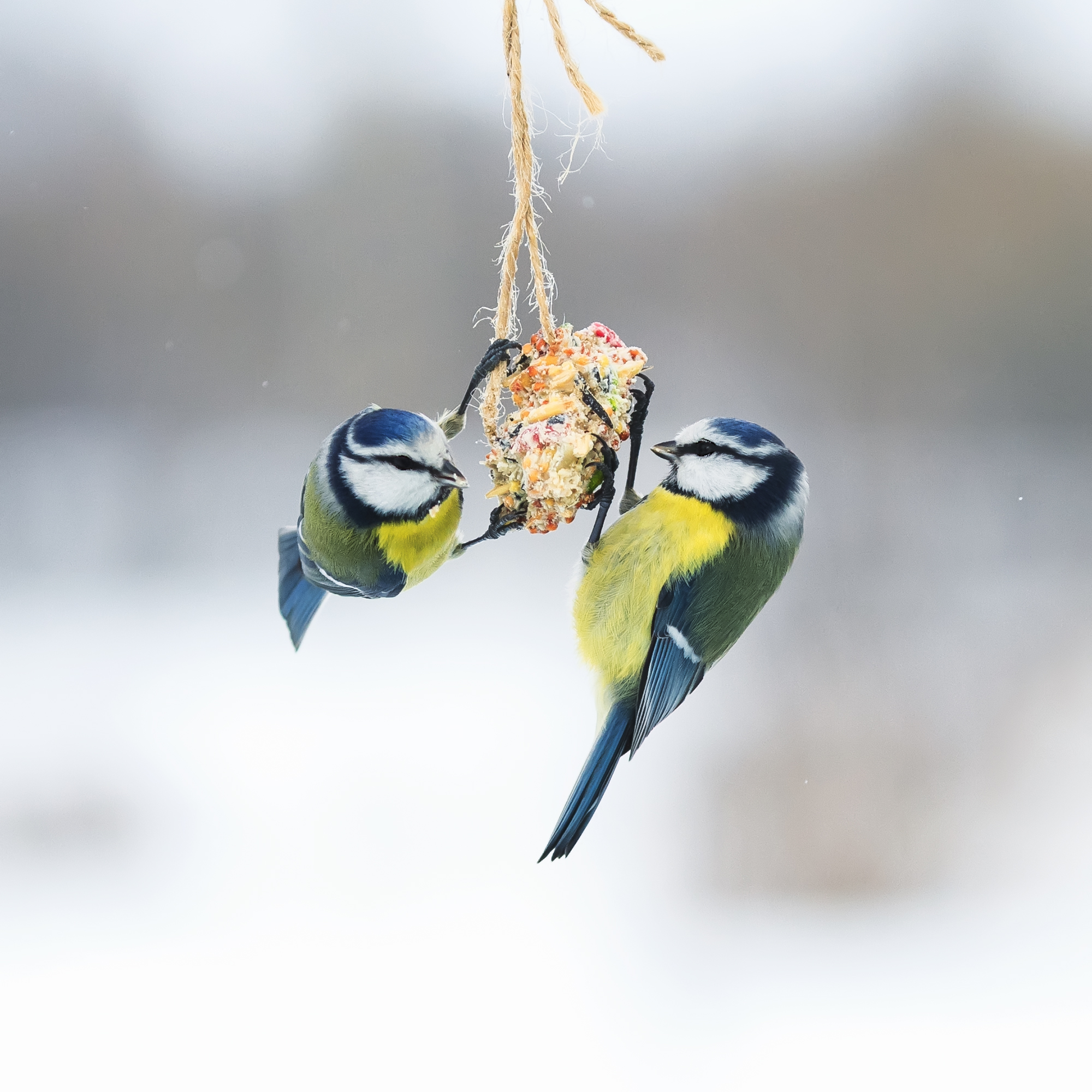 Ciro Beheren Warmte Zo help je vogels de winter door - 5-stappenplan | Natuurmonumenten