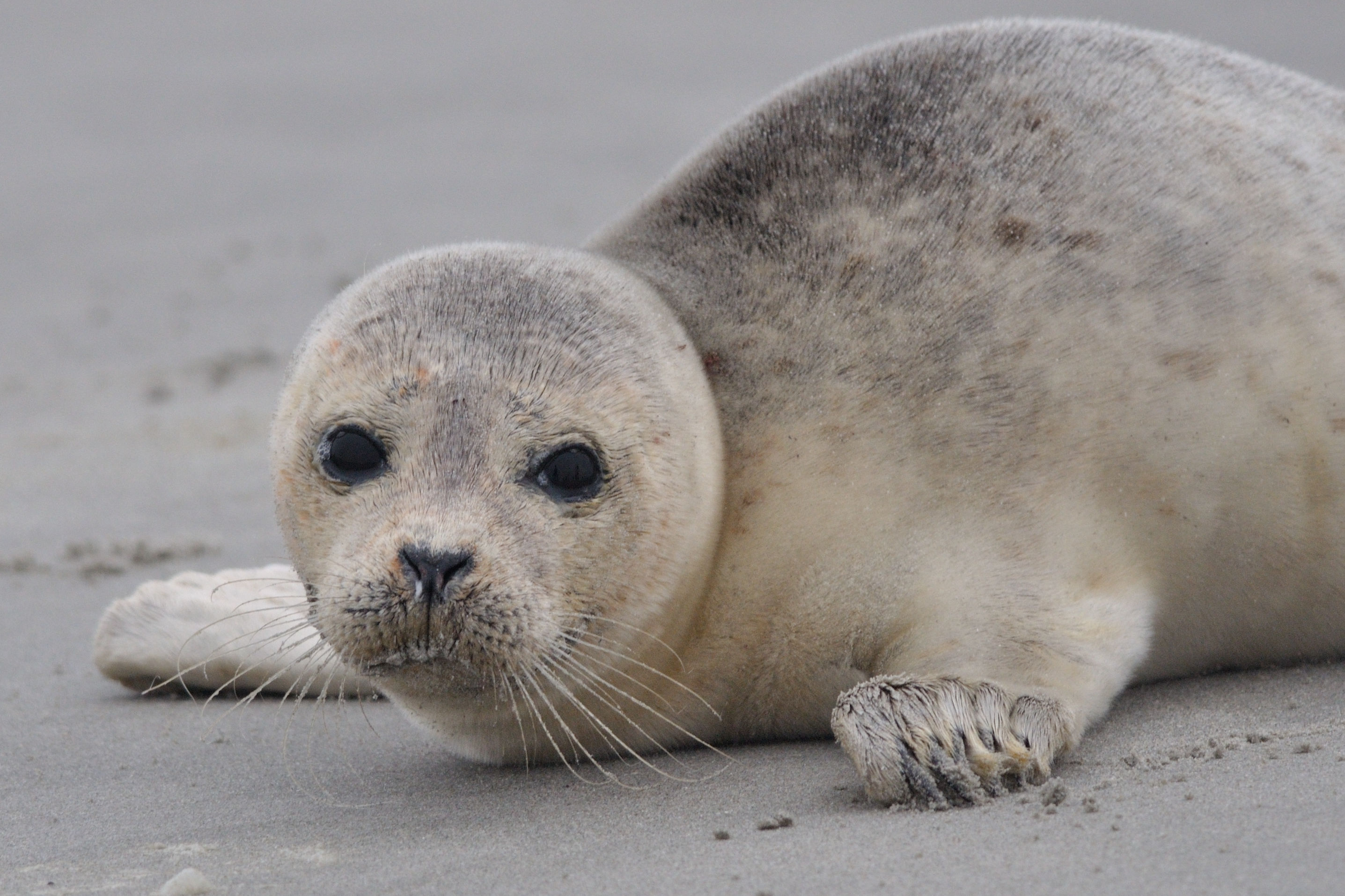 organiseren historisch vertraging Zeehond | Natuurmonumenten