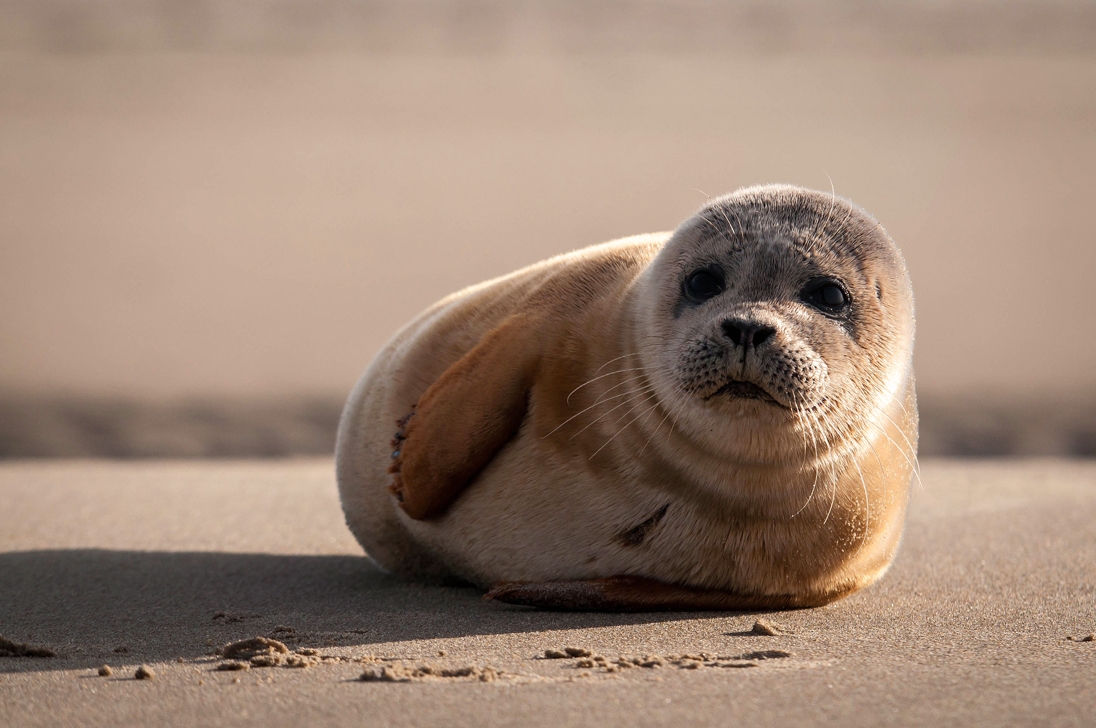 organiseren historisch vertraging Zeehond | Natuurmonumenten