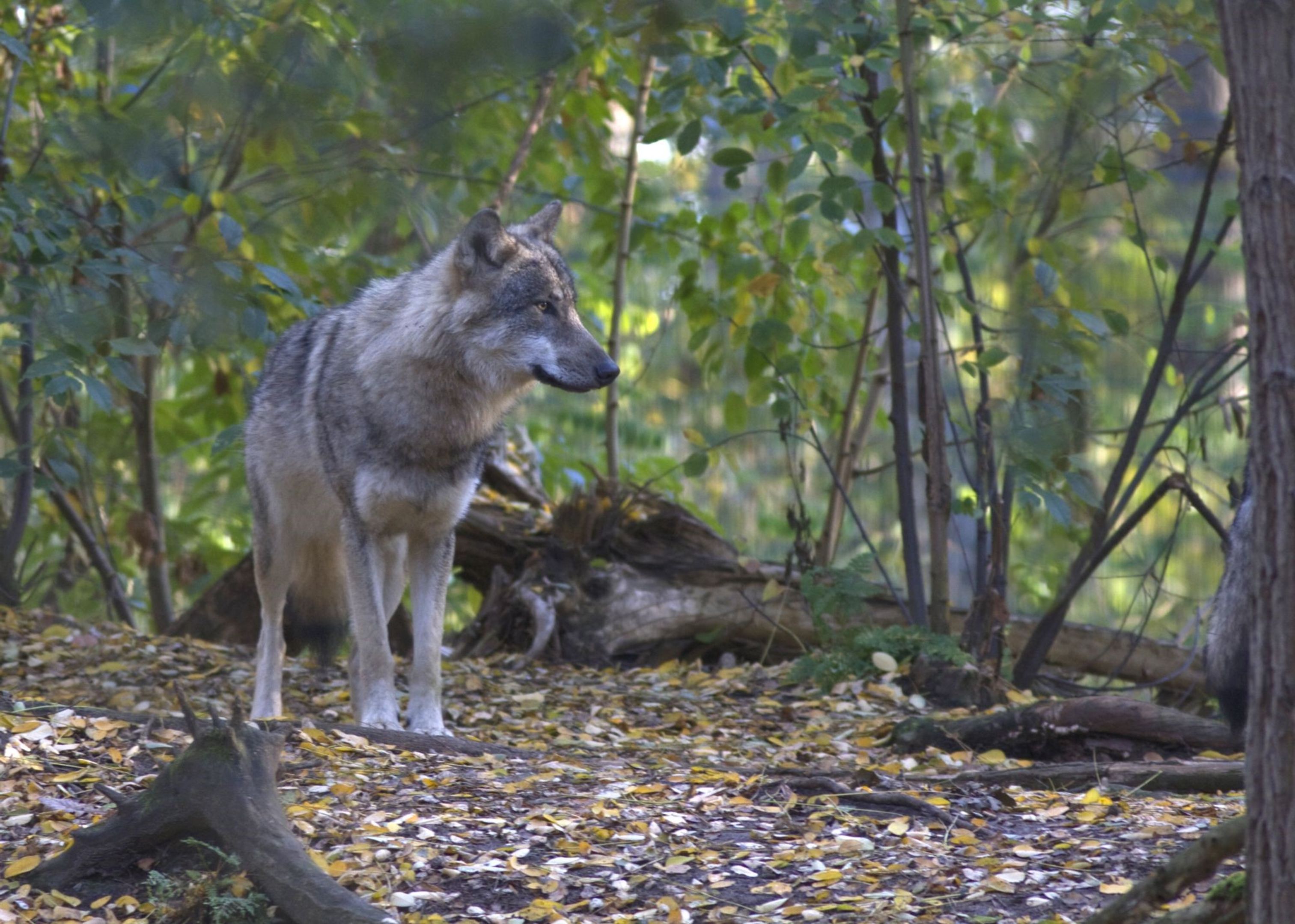 trek de wol over de ogen verlies Blind vertrouwen Wolf | Natuurmonumenten