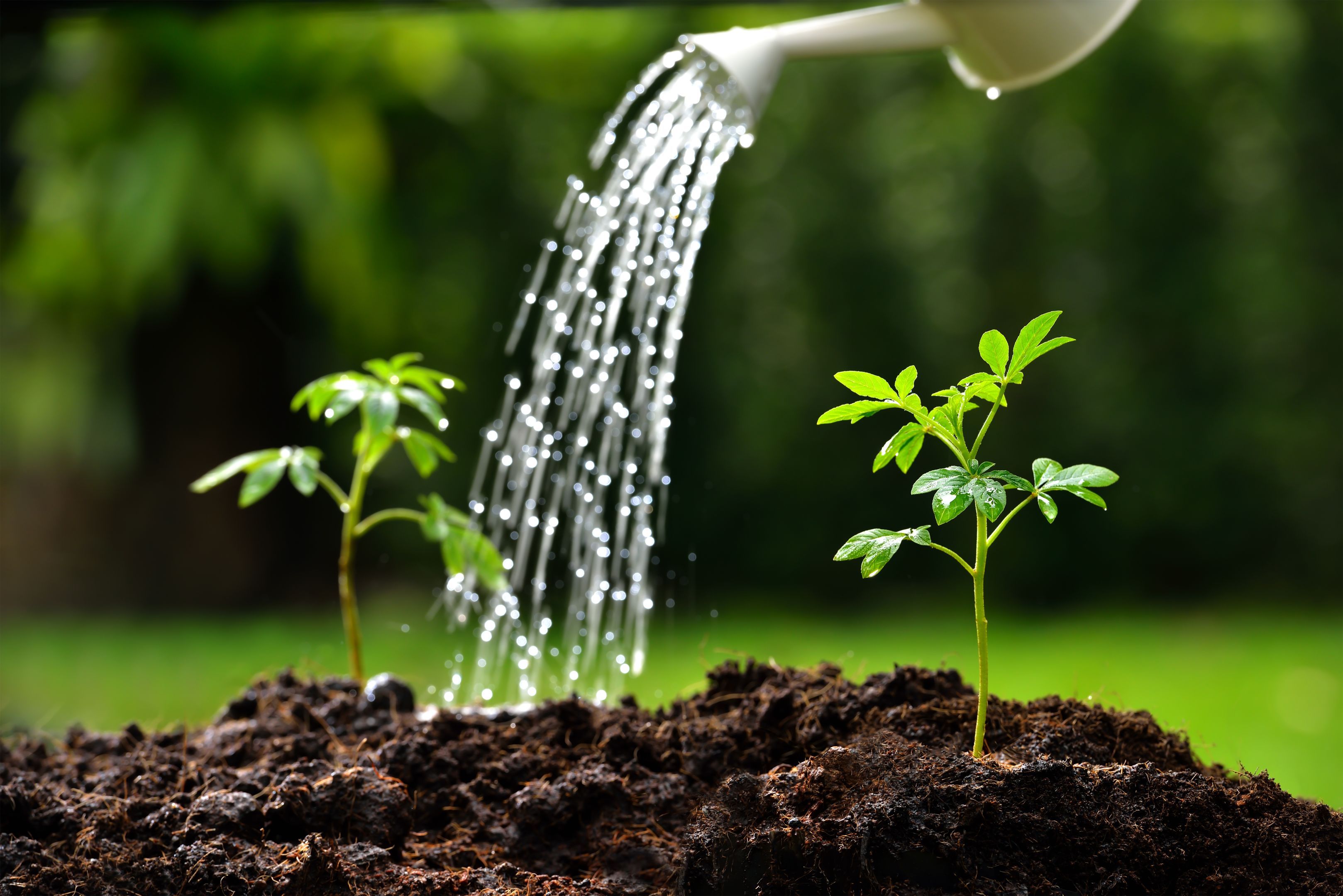 Water besparen in je tuin: 10 slimme tips Natuurmonumenten