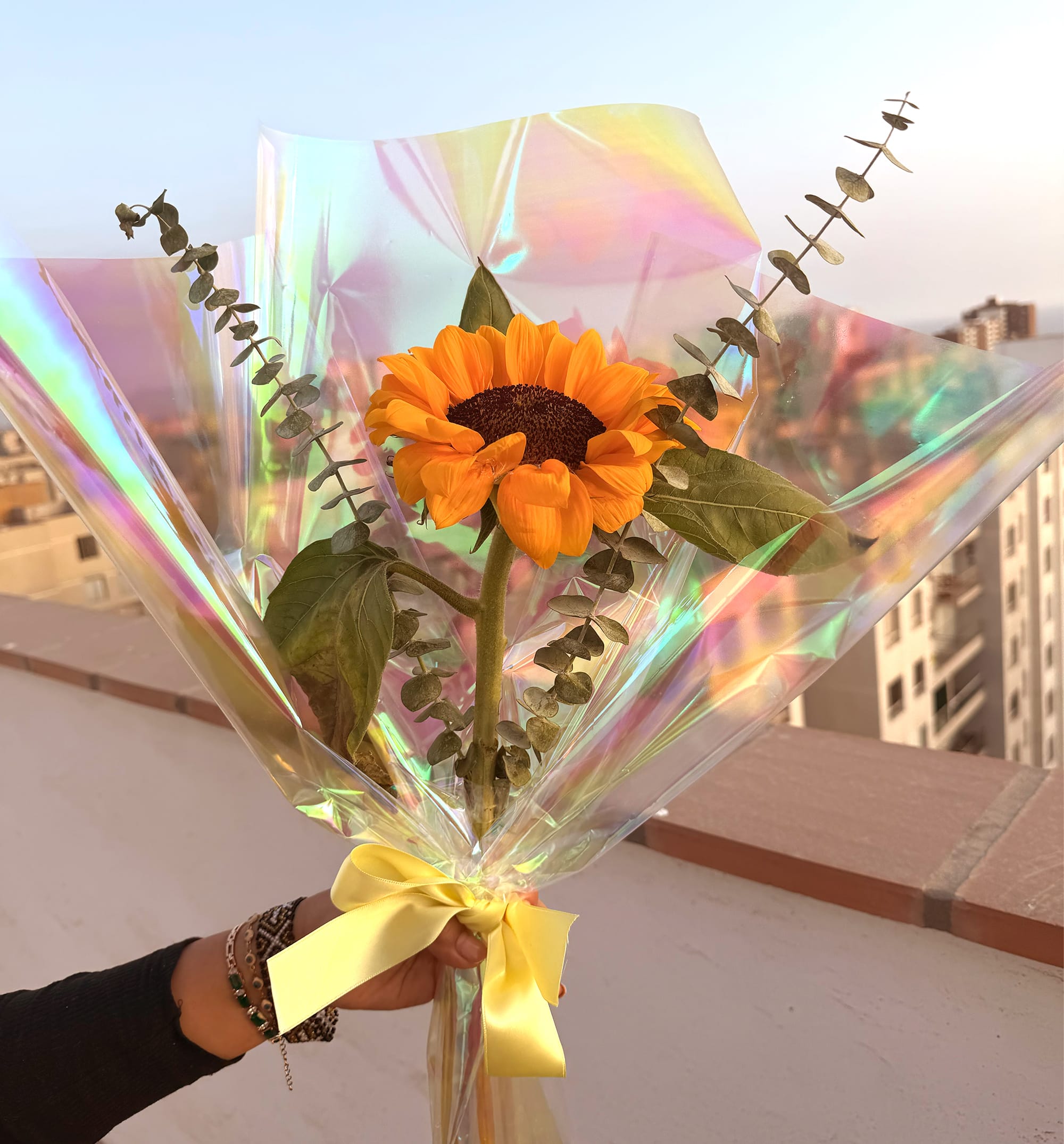 Girasol en Tornasol