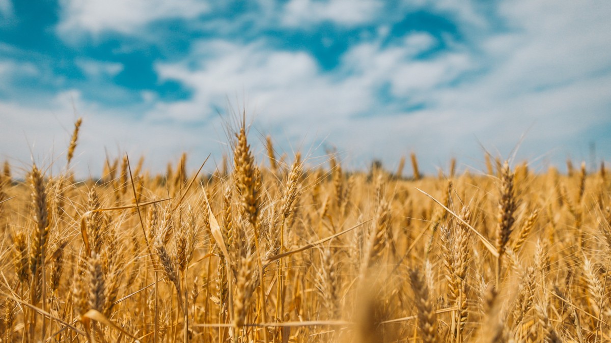 corn field on a sunny day