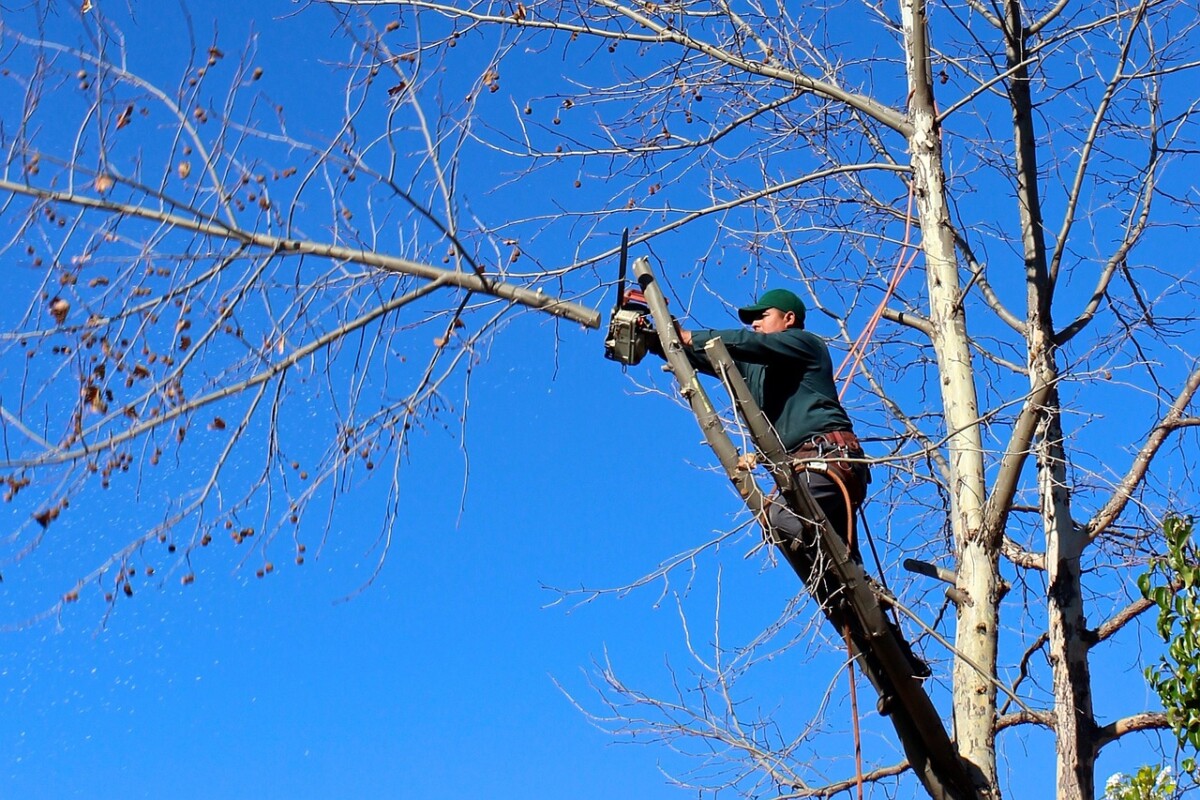 man trimming a tree