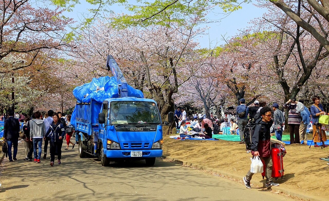 cherry blossoms Japan park