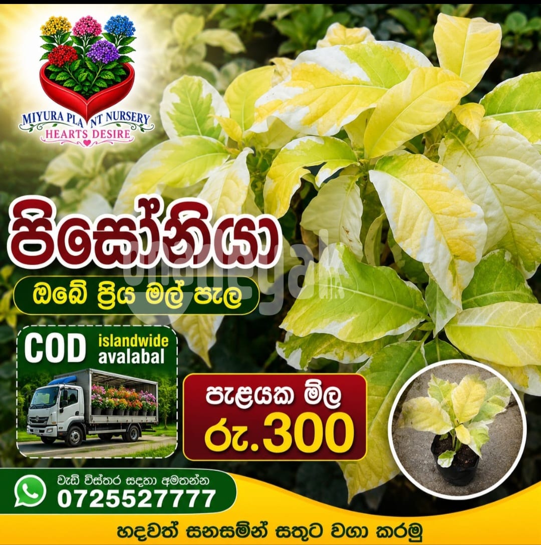 පිසොනියා මල් පැල