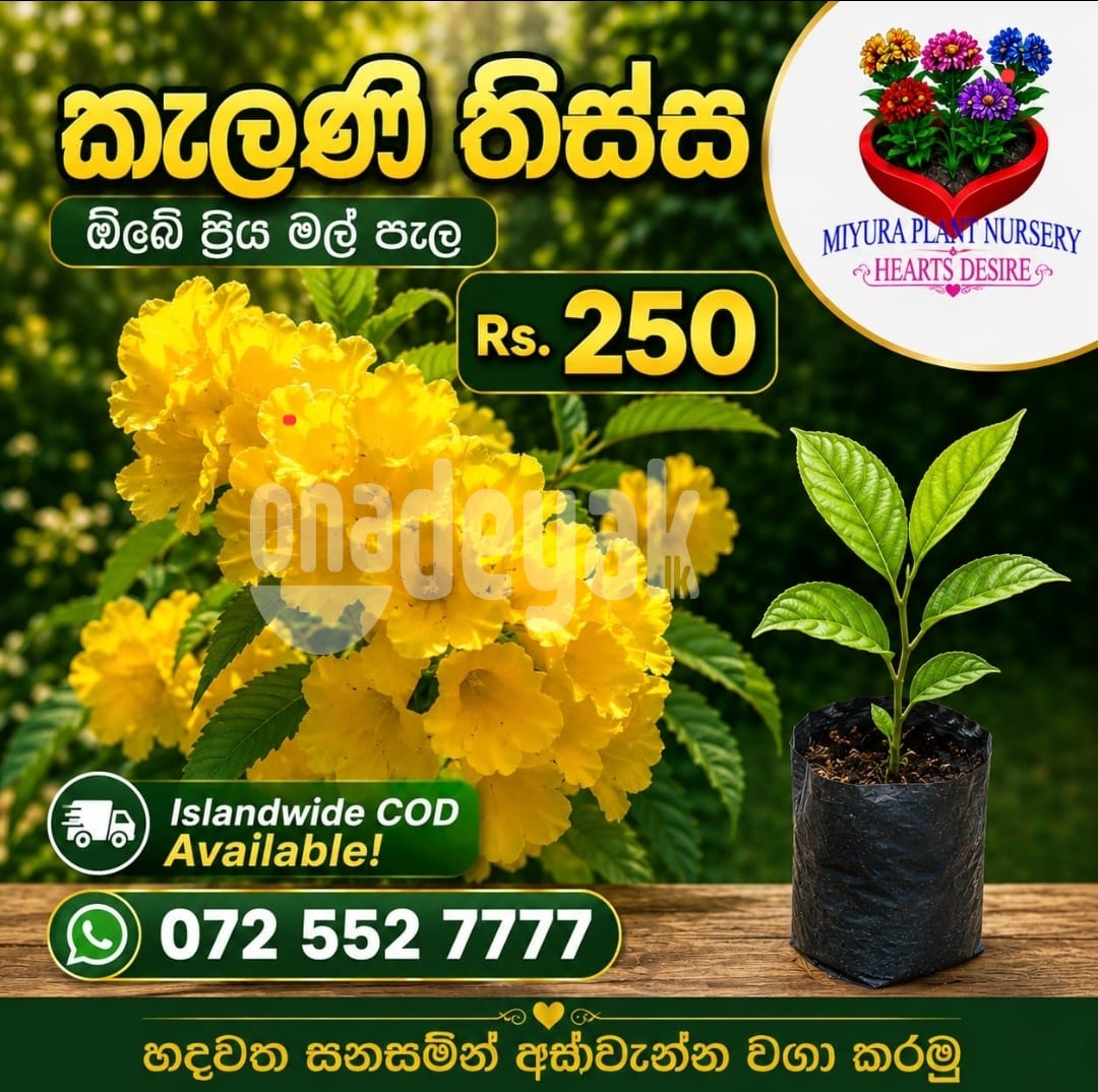 කැලණි තිස්ස මල් පැල