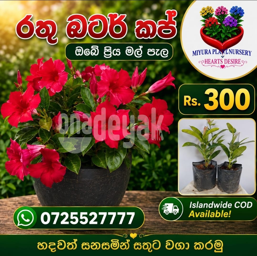 රතු බටර් කප් මල් පැල