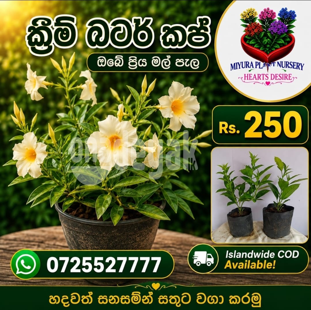 ක්රිම් බටර් කප් මල් පැල