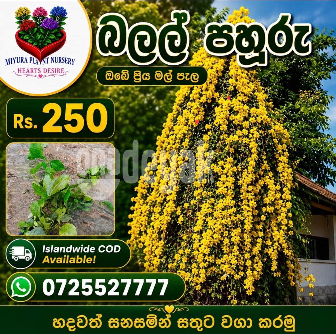 බලල් පහුරු මල් පැල
