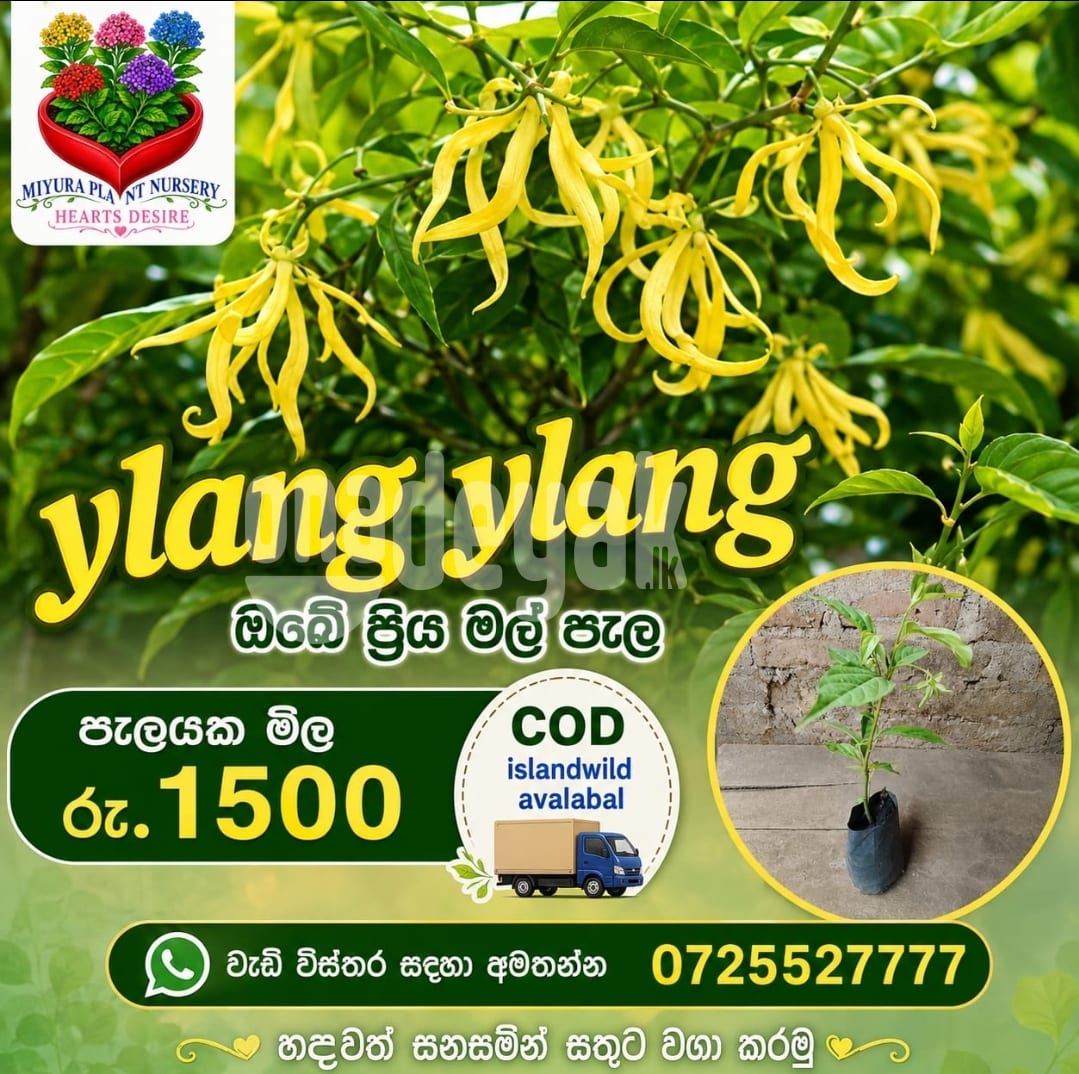 සුවද යලං මල් පැල