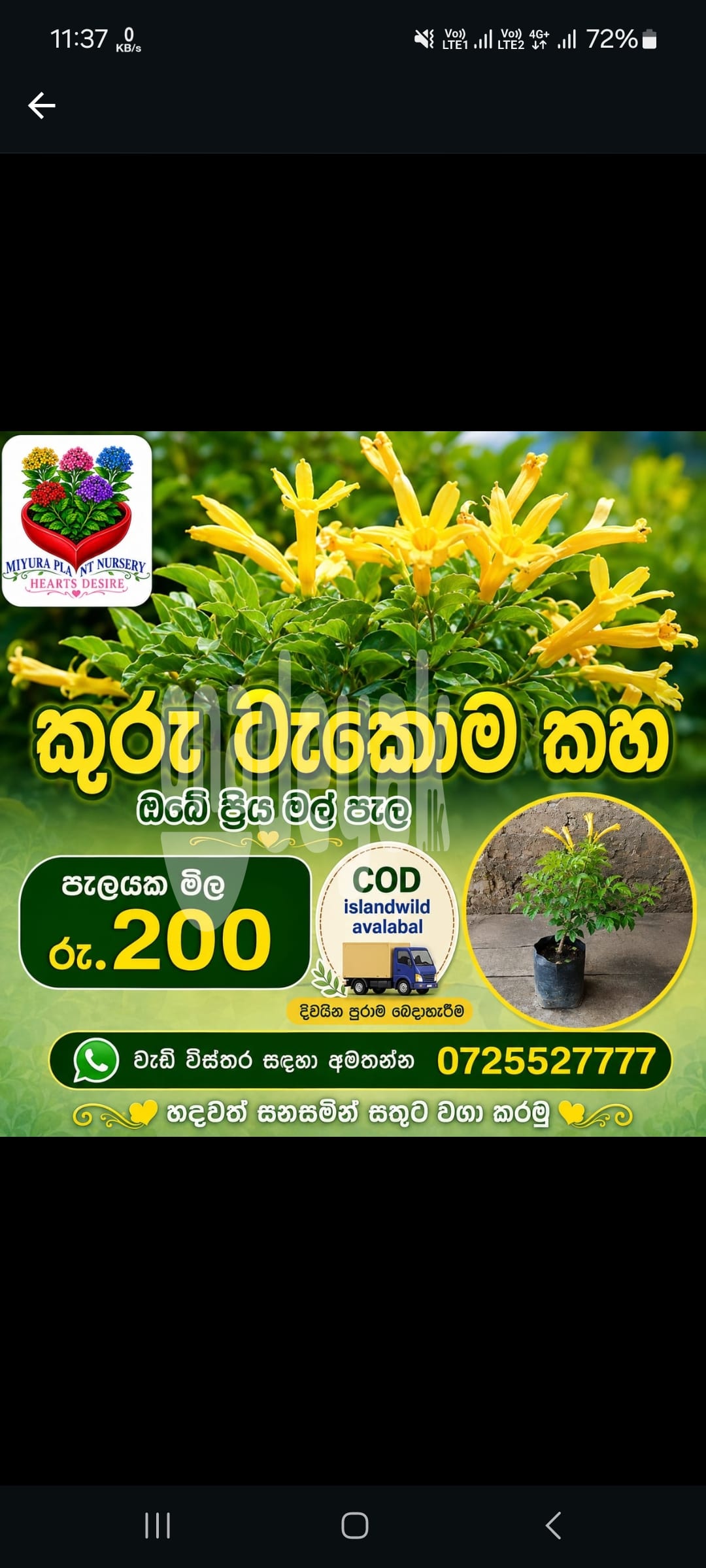 කුරු ටැකොම කහ මල් පැල