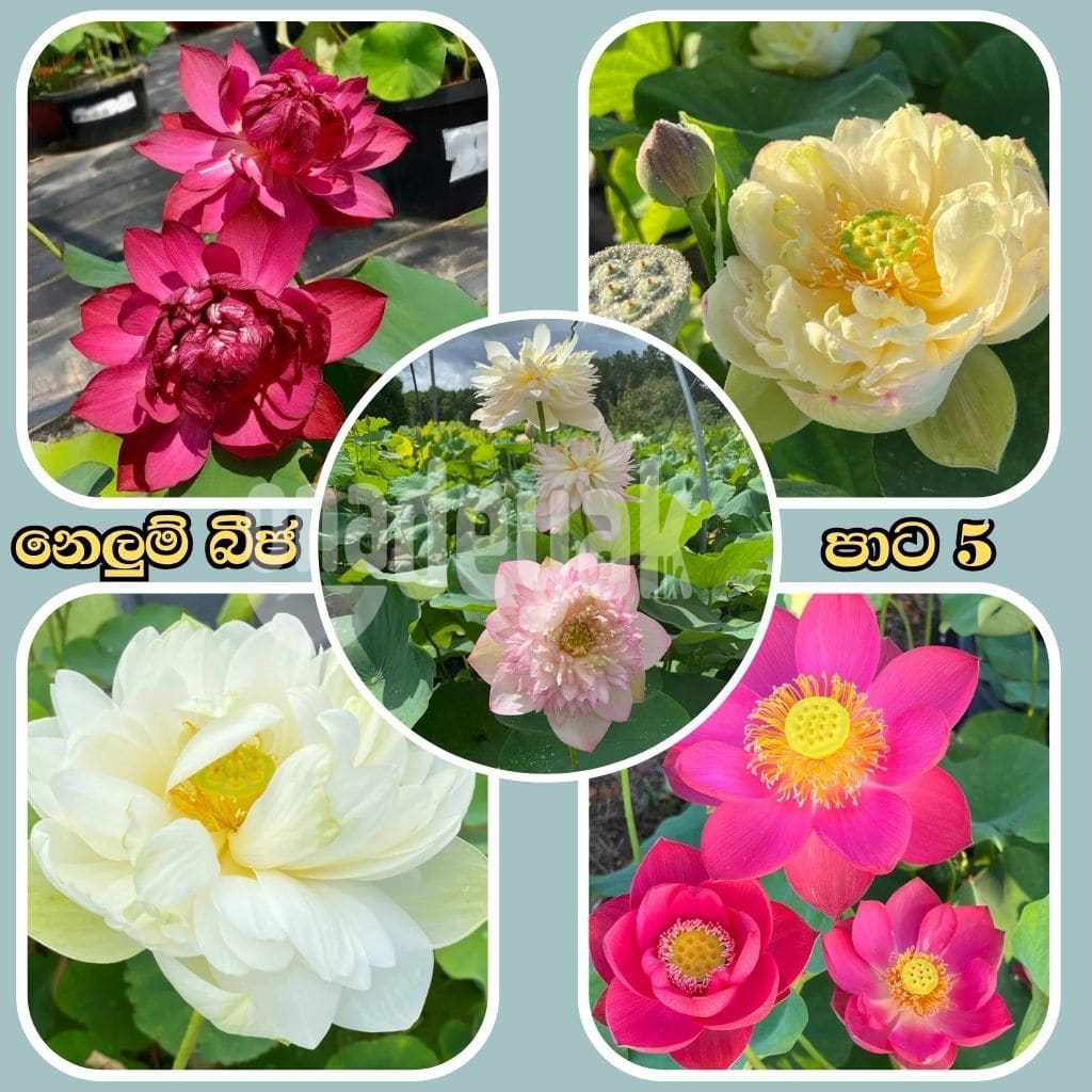 නෙළුම් බිජ