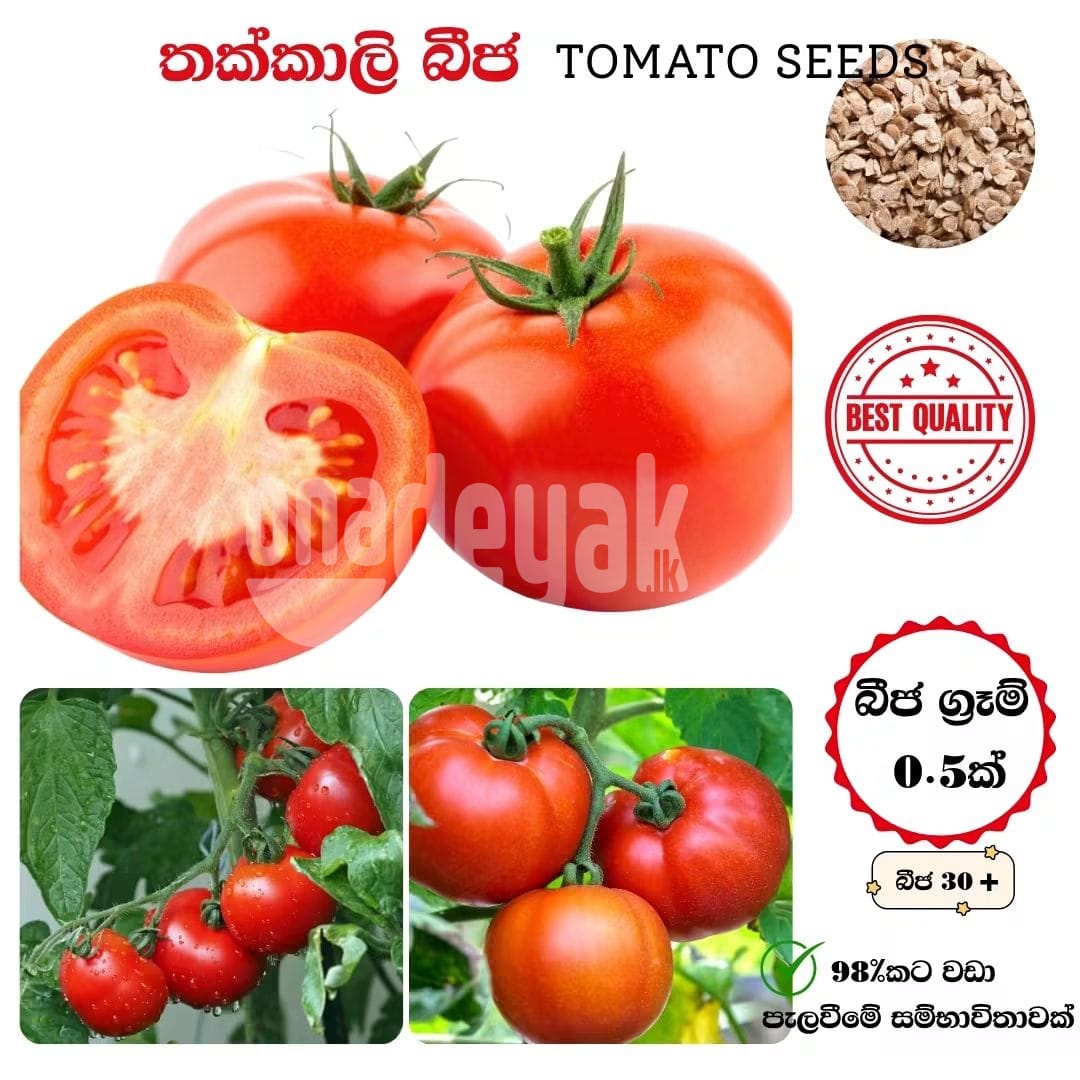 තක්කාලි බිජ