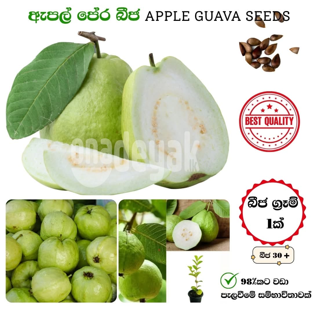 ඇපල් පේර (Apple Guava) - බීජ