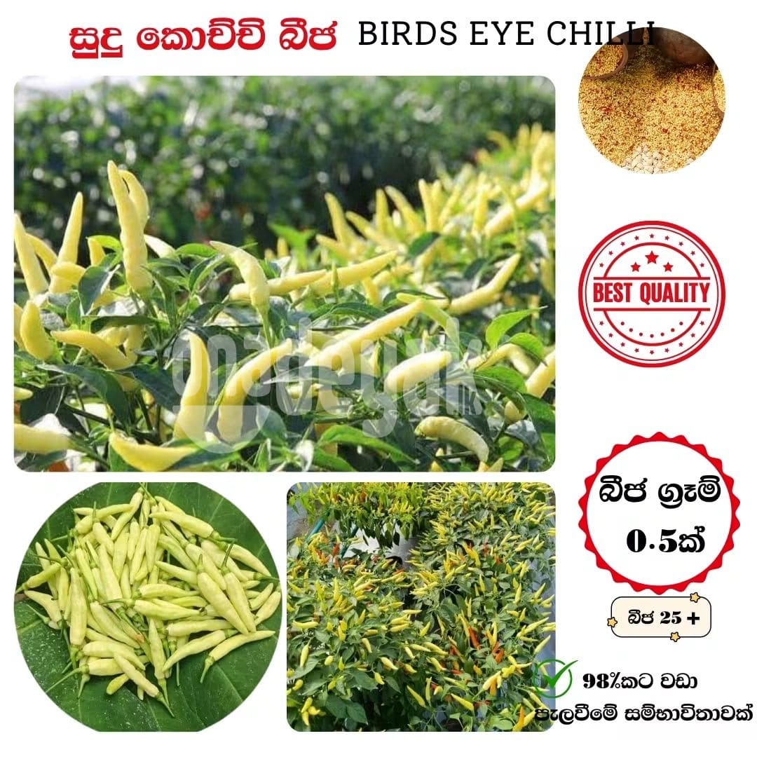 සුදු කොච්චි (Sudu Kochchi) - 0.5g