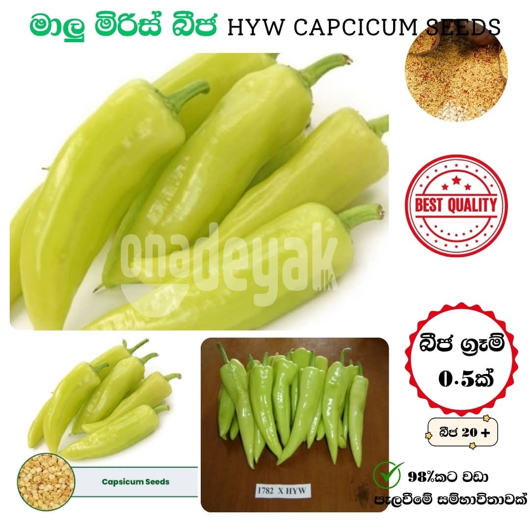 HYW මාළු මිරිස් (Capsicum) - 0.5g (බීජ 30+)
