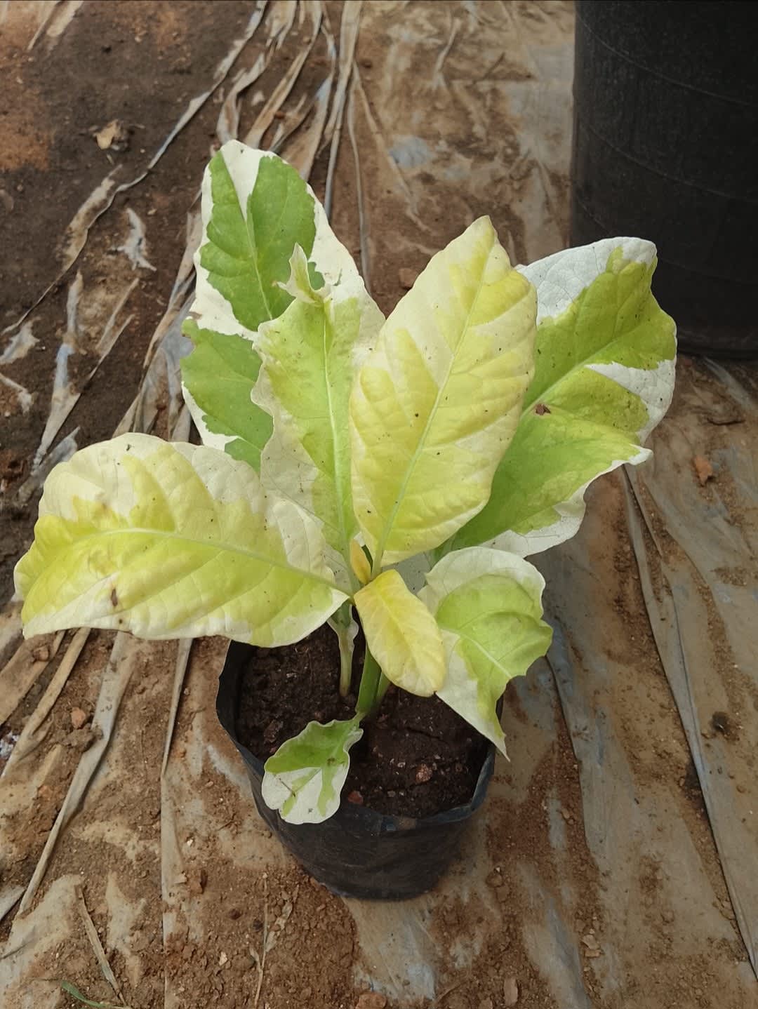 පිසොනියා මල් පැල 2