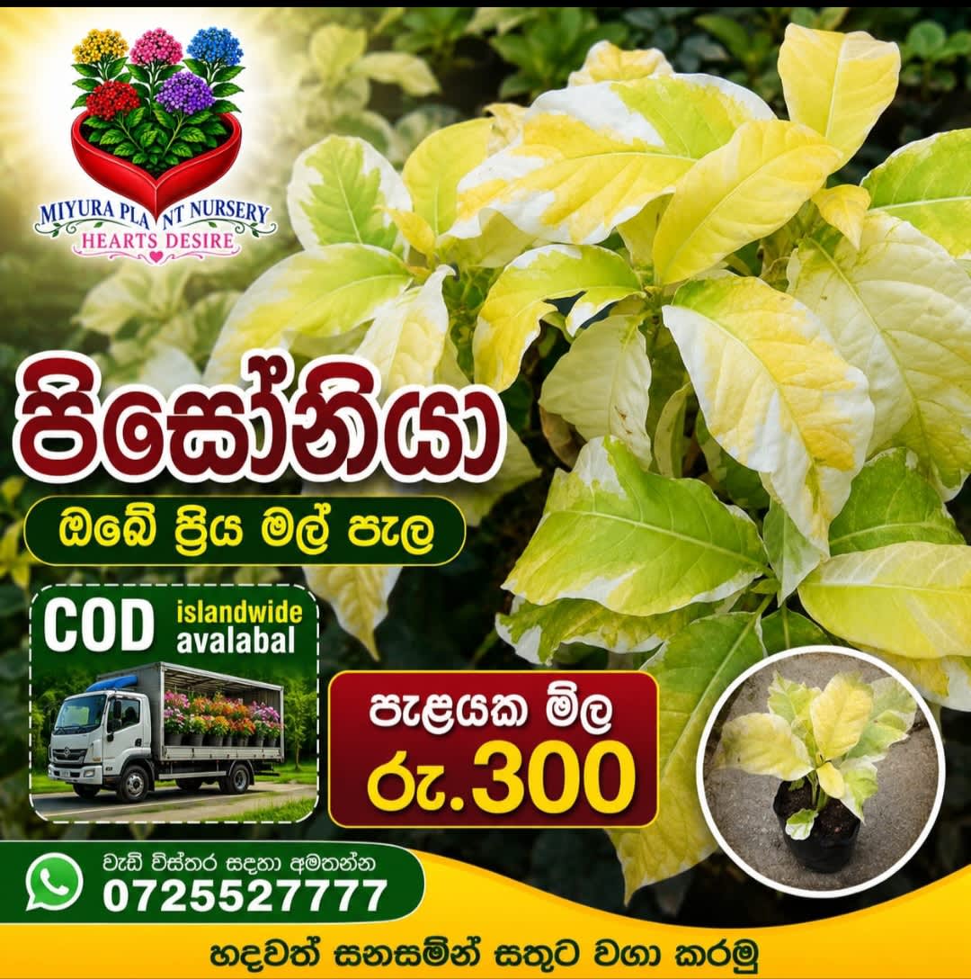 පිසොනියා මල් පැල 1