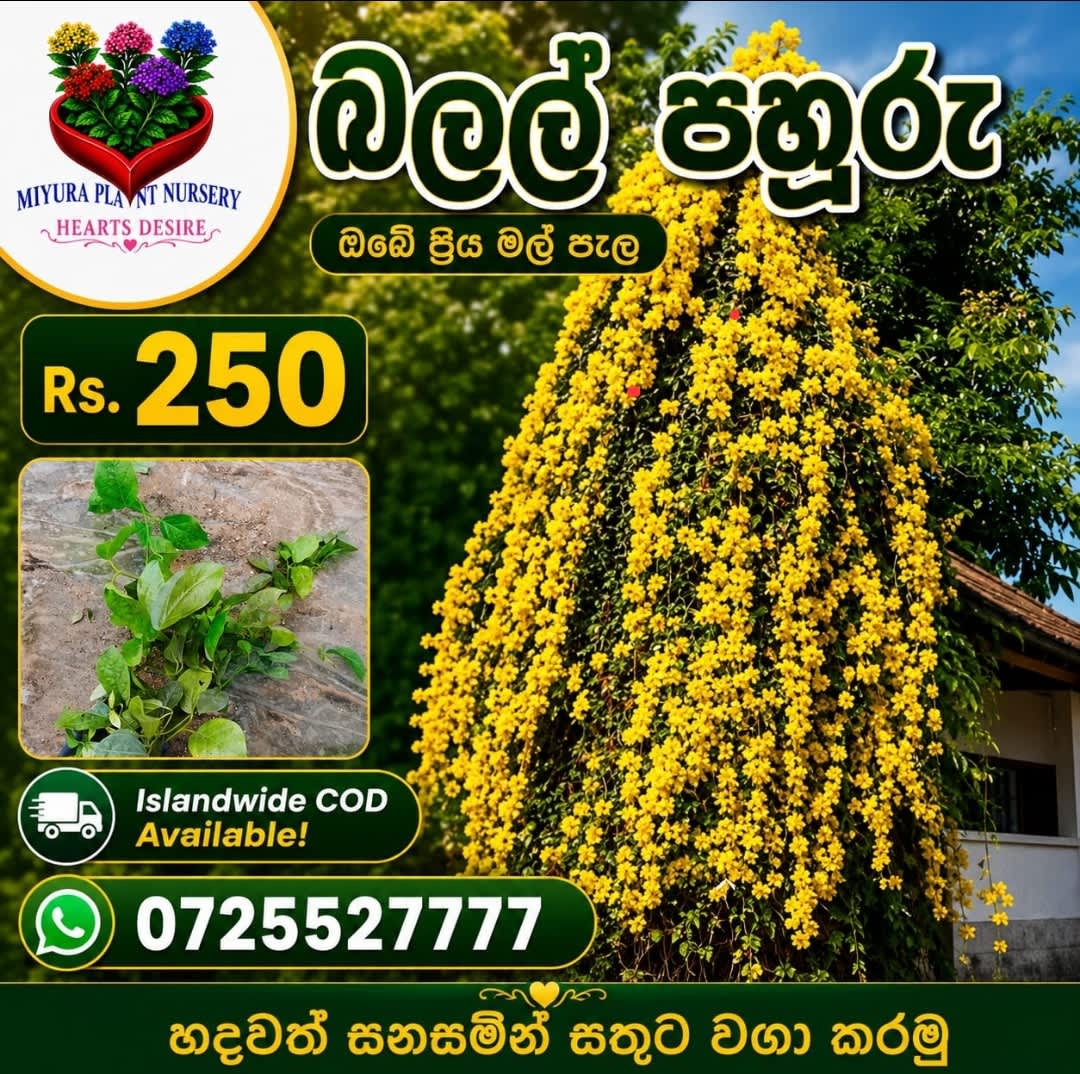 බලල් පහුරු  මල් පැල 1