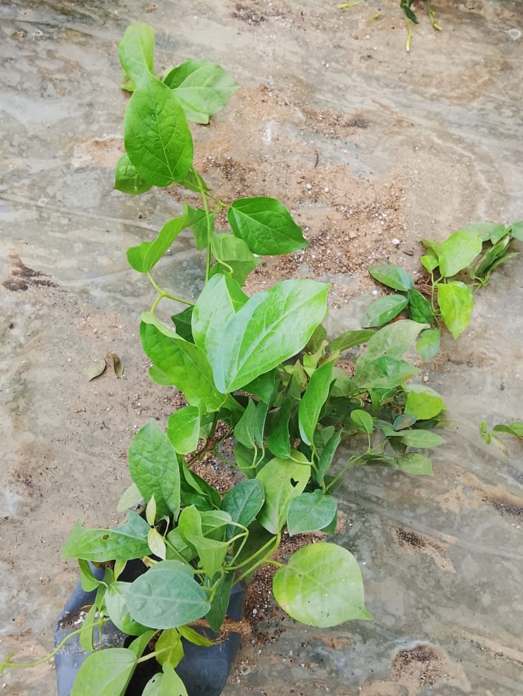 බලල් පහුරු  මල් පැල 2