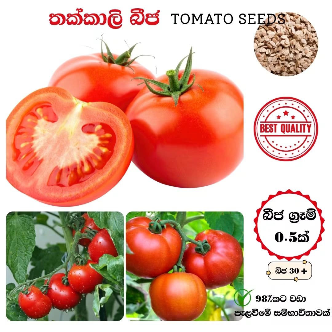තක්කාලි බිජ 1
