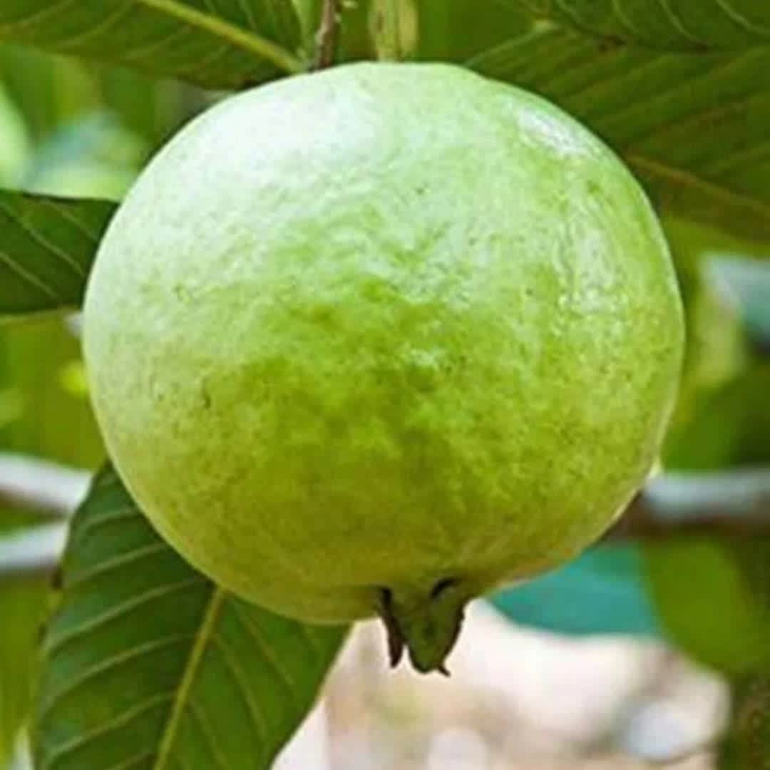 ඇපල් පේර (Apple Guava) - බීජ 4
