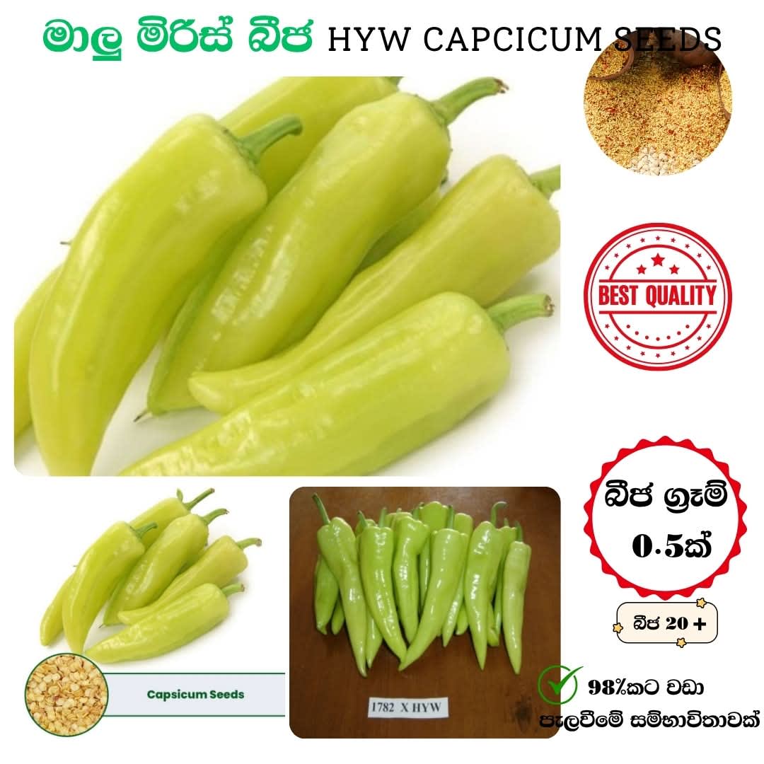 HYW මාළු මිරිස් (Capsicum) - 0.5g (බීජ 30+) 1