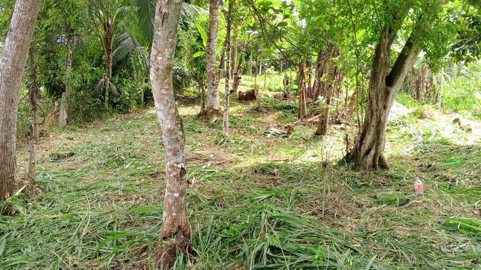 Land sale 4