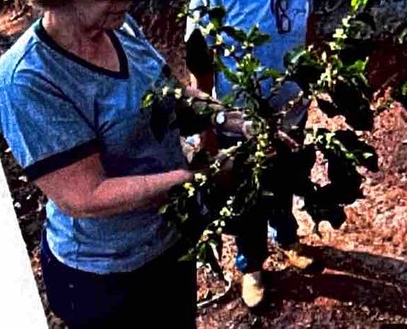 Vivência na Agricultura Familiar