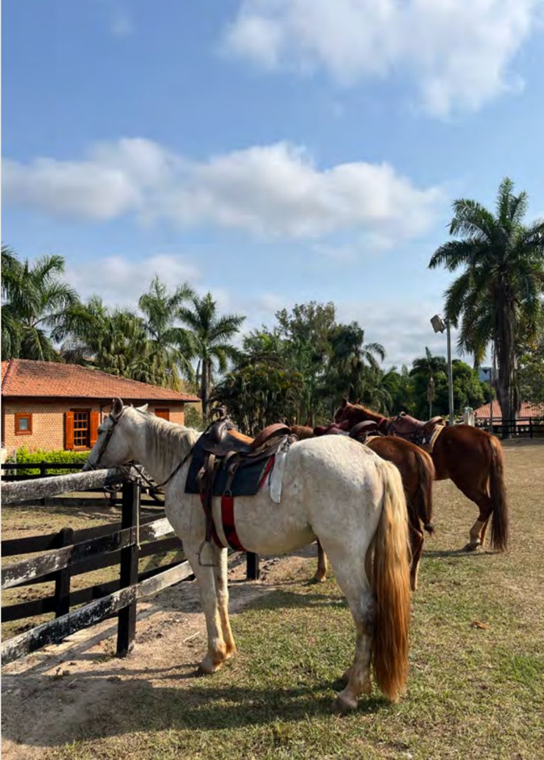 Cavalgada dos Cafezais